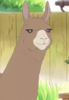 Llama