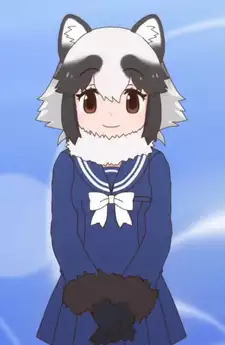 Raccoon Dog