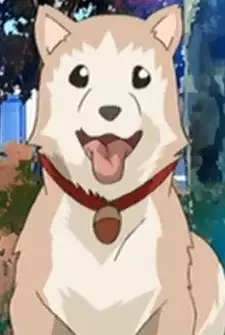 Saji