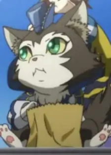 Coon
