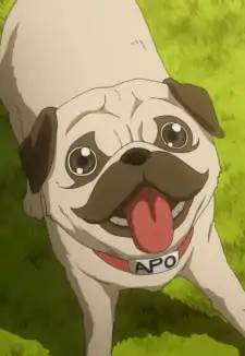 Apo