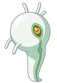 O
