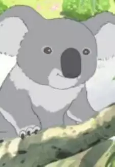 Koala